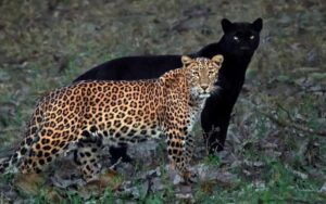 Fotografo ha aspettato 6 giorni per scattare la foto perfetta di un leopardo e della sua “ombra”