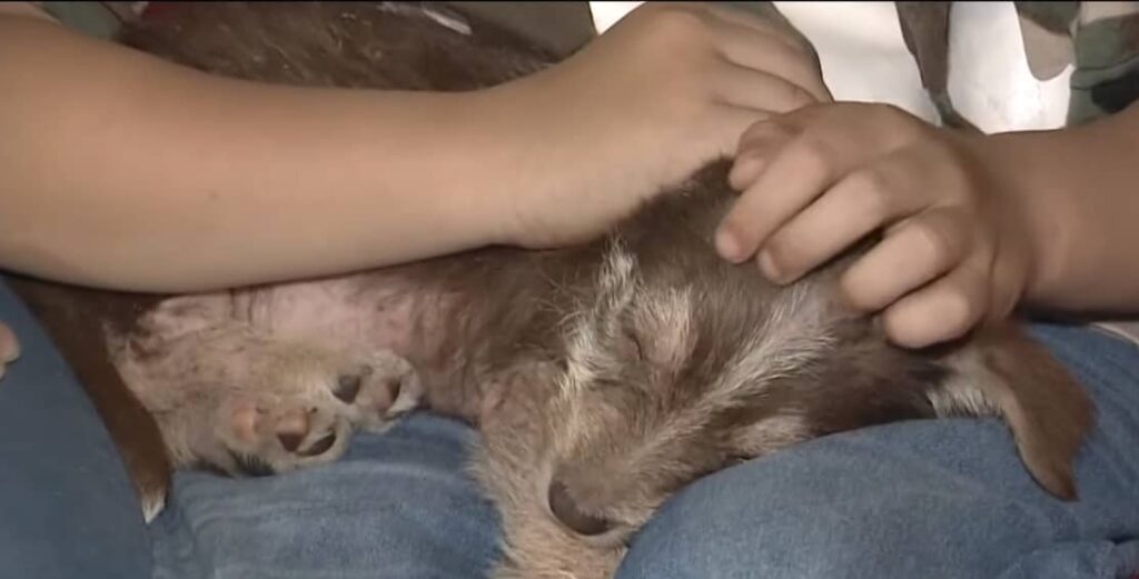 ragazzo salva un cucciolo da 4 malviventi, spendendo i suoi risparmi per le visite al veterinario