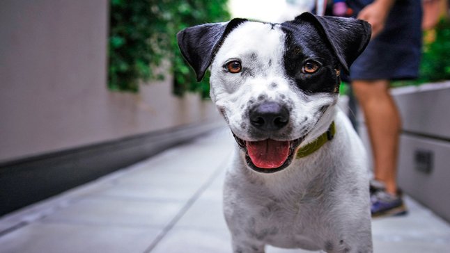 aspetti del cane che possiamo vedere per conoscere tratti del suo padrone