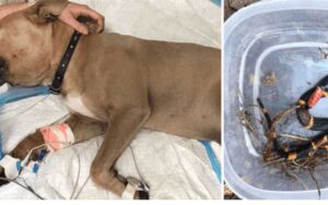 Un pitbull muore mentre protegge i bambini da un serpente velenoso