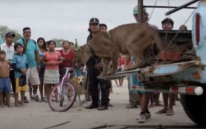 Un puma viene liberato dopo 20 anni da un circo