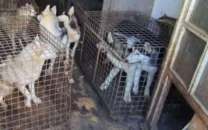 Sequestro allevamento lager di cani husky, chiusi in gabbia senza cibo e acqua