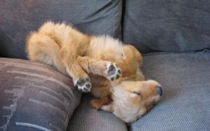 5 posizioni del cane mentre dorme che ti fanno capire il suo stato d'umore