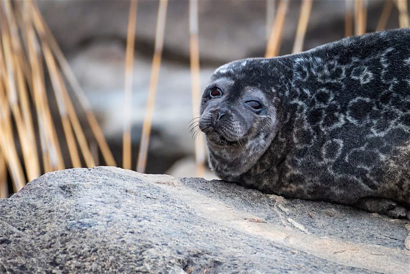 Fotografo ritrae la fauna selvatica della Finlandia