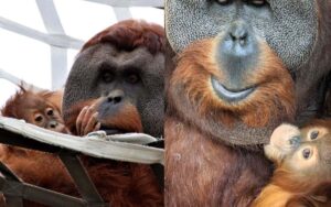 L’orango maschio si prende cura del suo cucciolo dopo la morte della madre
