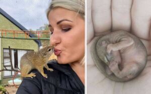 Adorabile scoiattolo si affeziona a una donna e dà alla luce il suo cucciolo a casa sua