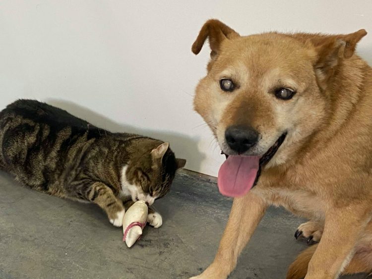 un cane cieco non riesce a lasciare il rifugio senza il suo inseparabile gatto guida