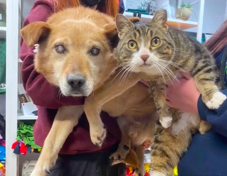 un cane cieco non riesce a lasciare il rifugio senza il suo inseparabile gatto guida