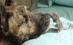 Cane da salvataggio triste non aveva nessuno con cui giocare diventa il migliore amico di un topo
