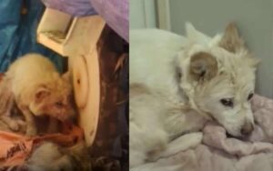 VIDEO: Cane abbandonato e triste per la morte del suo cucciolo torna a sorridere