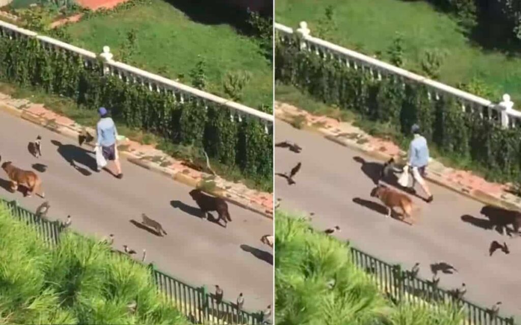 Una donna vede uno sconosciuto che guida una parata di animali per strada