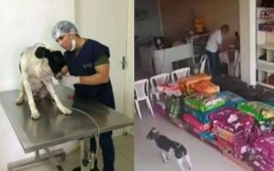 Cane si reca solo in una clinica veterinaria, nel tentativo di chiedere aiuto