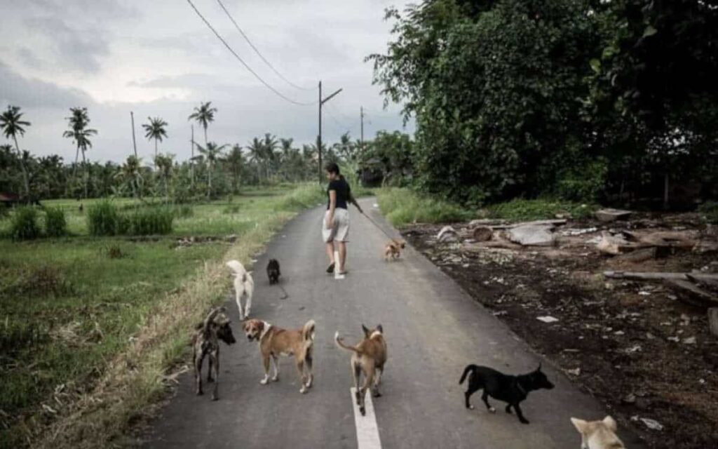 Ha solo 12 anni, vive con 29 cani che ha salvato e si è presa cura di 60 cani