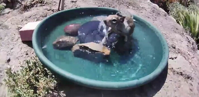 donna installa una fontana fuori la casa per aiutare decine di animali e una videocamera per riprendere gli animali notturni