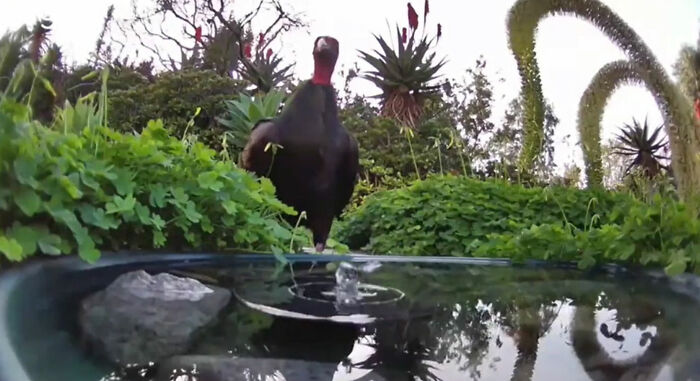 donna installa una fontana fuori la casa per aiutare decine di animali e una videocamera per riprendere gli animali notturni