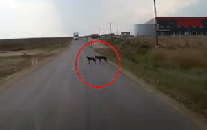 VIDEO: Un cane randagio rischia di essere investito, il suo amico a quattro zampe lo salva.