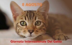 8 Agosto La festa internazionale del gatto