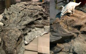 Come hanno ritrovato una mummia di dinosauro in una miniera in Canada, ha 110 milioni di anni