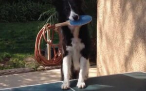VIDEO: Questo cane gioca a Ping Pong meglio degli umani