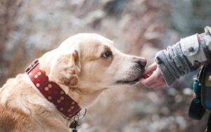 Quali sono i motivi per non scegliere un cane come il labrador