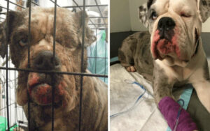 Bulldog incinta lasciata abbandonata in un vicolo, portata d’urgenza alla clinica veterinaria