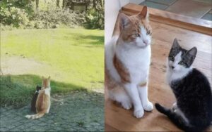 Gatto fa amicizia con un gattino randagio, lo porta a casa per farlo adottare