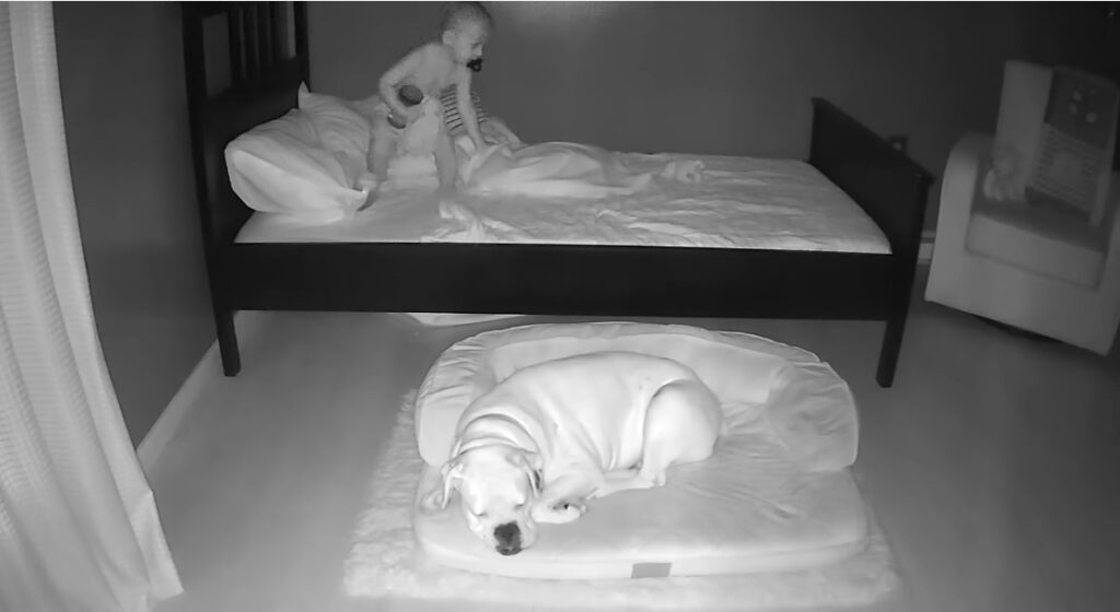 bambino dorme insieme al suo cane