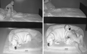 VIDEO: bambino si alza dal suo letto e va a dormire insieme al cane