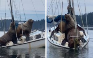 Due giganteschi leoni marini salgono su una barca e vanno a fare un giro