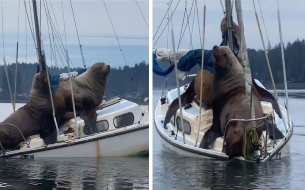 leoni marini salgono su una barca