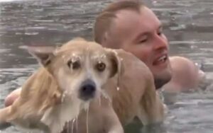 Un giornalista si tuffa nell’acqua gelida per cercare di salvare un cane in diretta live