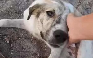 Il cane randagio che nessuno voleva è il cane da terapia più incredibile del momento