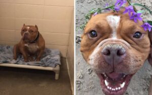 Donna condivide le foto del suo pitbull prima e dopo l’adozione: è commovente.