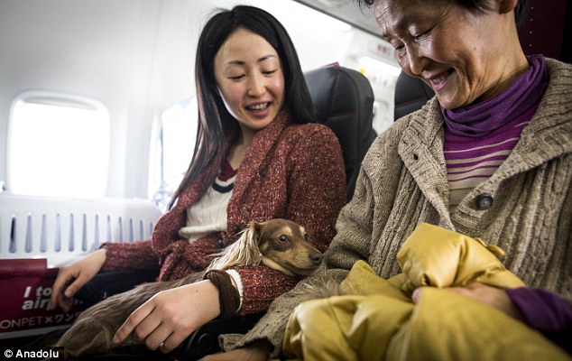 compagnie aeree permettono ai cani di viaggiare con i proprietari