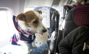 VIDEO: compagnia aerea permette ai viaggiatori di portare nella cabina principale propri cani