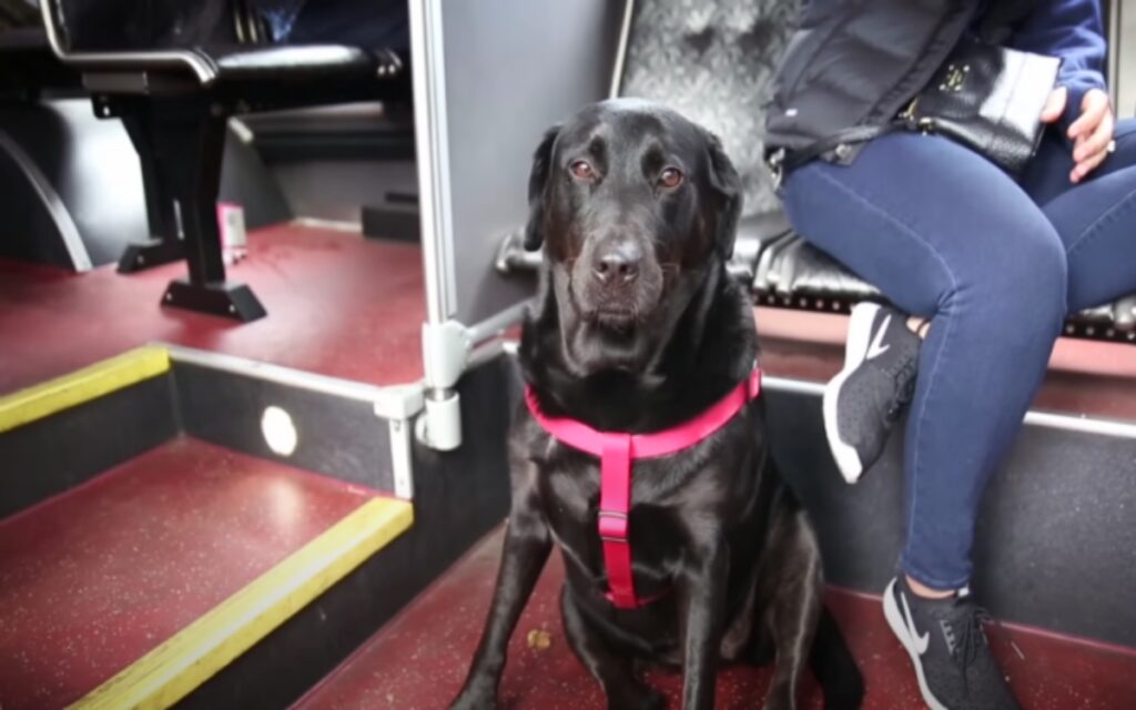 cane impara a prendere da solo l'autobus