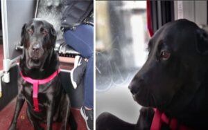 Il cane che prende l’autobus da solo per andare al parco con gli altri cani