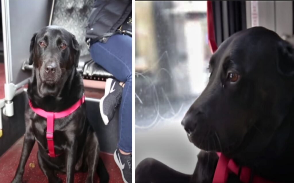 cane impara a prendere da solo l'autobus