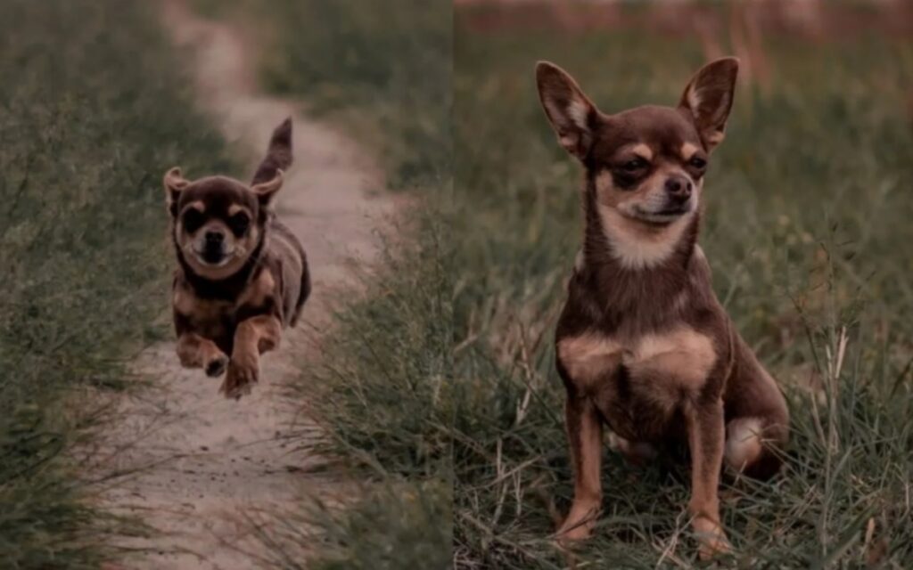 Chihuahua viene abbandonato ma trova una nuova famiglia che l'ha adottato