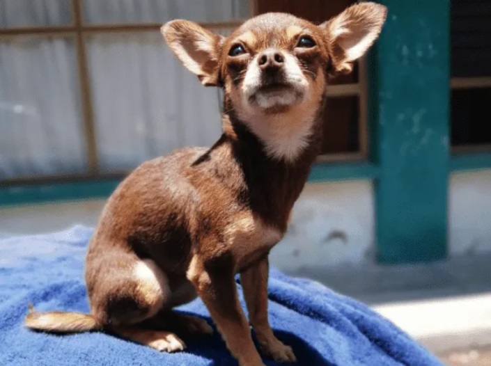 Chihuahua viene abbandonato ma trova una nuova famiglia che l'ha adottato