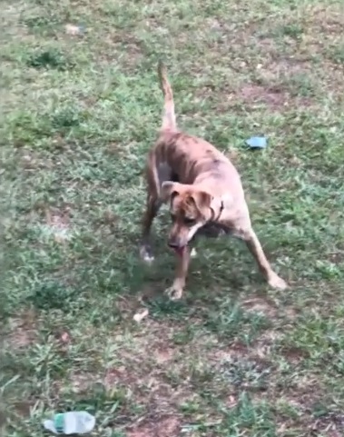 cane torna a casa alle 3 di notte suonando il campanello