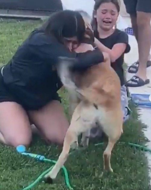 cane disperso torna a casa grazie a un associazione di animali