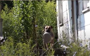Cane randagio porta una ciotola vuota di casa in casa, vuole essere nutrito
