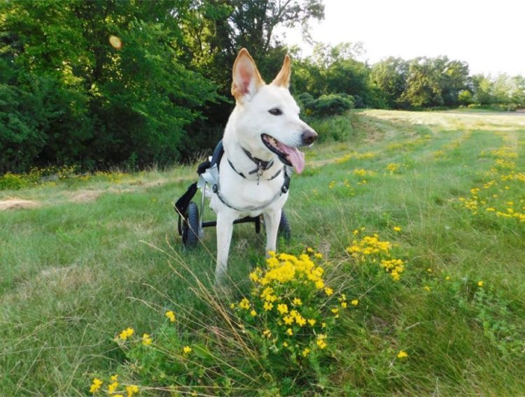 cane disabile viene adottato e trova finalmente la felicità