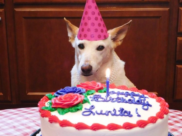 cane disabile viene adottato e trova finalmente la felicità