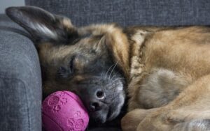 Perché il cane ama salire sul nostro divano?