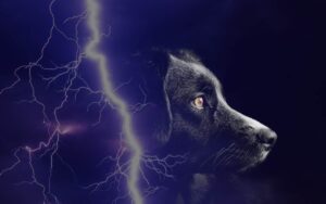 Ai confini della realtà, cane salva un uomo dal fulmine
