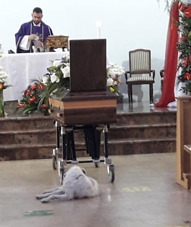 cane rimane vicino al suo proprietario defunto durante il suo funerale