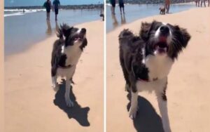 La commovente reazione di un cane cieco al mare