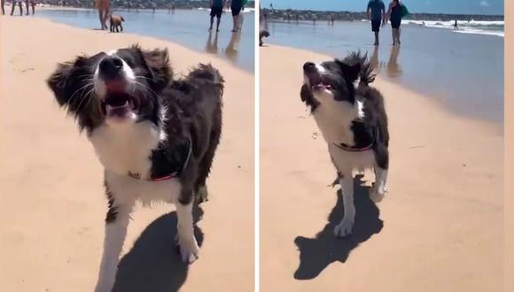 cane cieco va al mare per la prima volta commovendo tutti